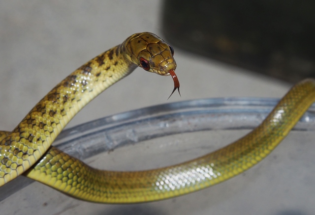 沖縄 蛇 写真 (284 無料写真)